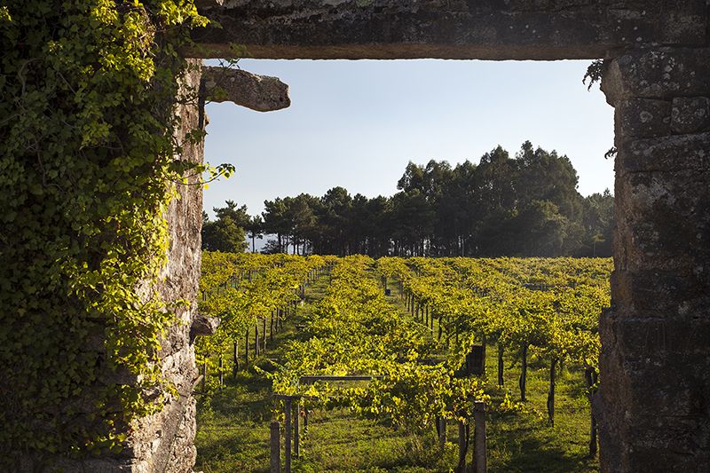 Bodegas Corisca