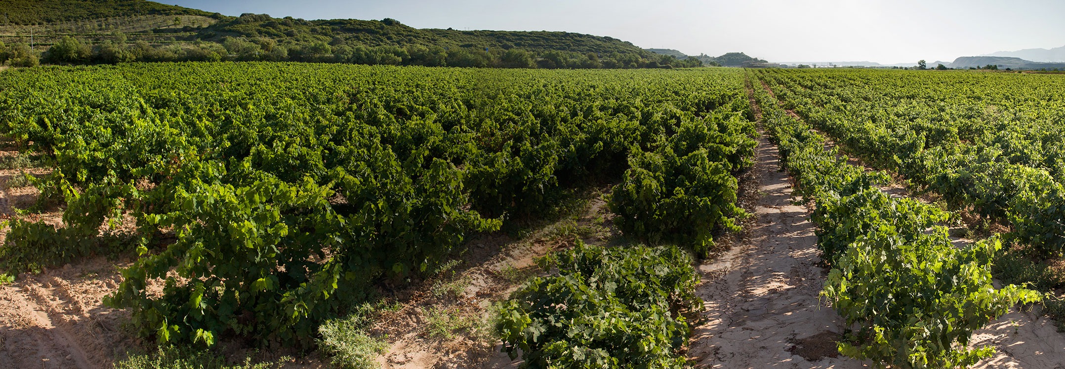 Bodega Pazo de San Mauro