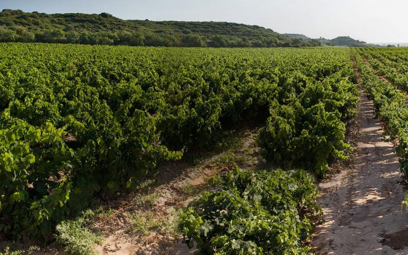 Bodega Pazo de San Mauro