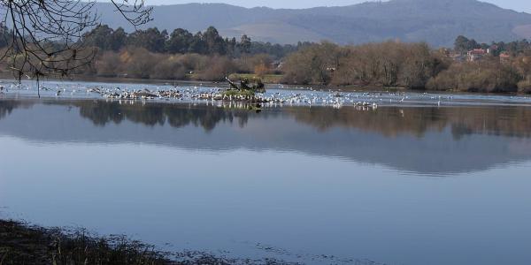 Estuários dos Rios Minho e Coura