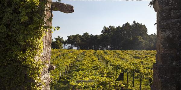 Bodegas Corisca