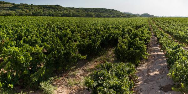 Bodega Pazo de San Mauro